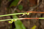 Plantainleaf sedge